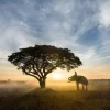 Outlet Olifant in Thailand fotobehang Bloemen