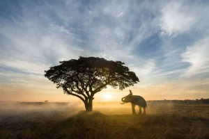 Outlet Olifant in Thailand fotobehang Bloemen