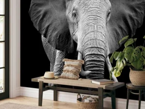 New Olifant met een zwarte achtergrond fotobehang Gang
