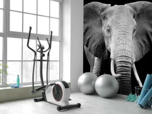 New Olifant met een zwarte achtergrond fotobehang Gang