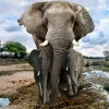 Sale Olifant met kinderen fotobehang Dieren