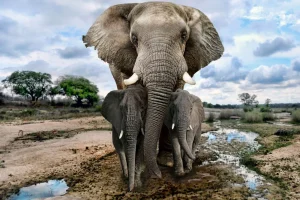 Sale Olifant met kinderen fotobehang Dieren