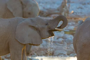 New Olifanten drinken water fotobehang Dieren