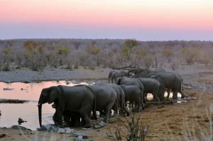 Sale Olifanten langs het water fotobehang Dieren
