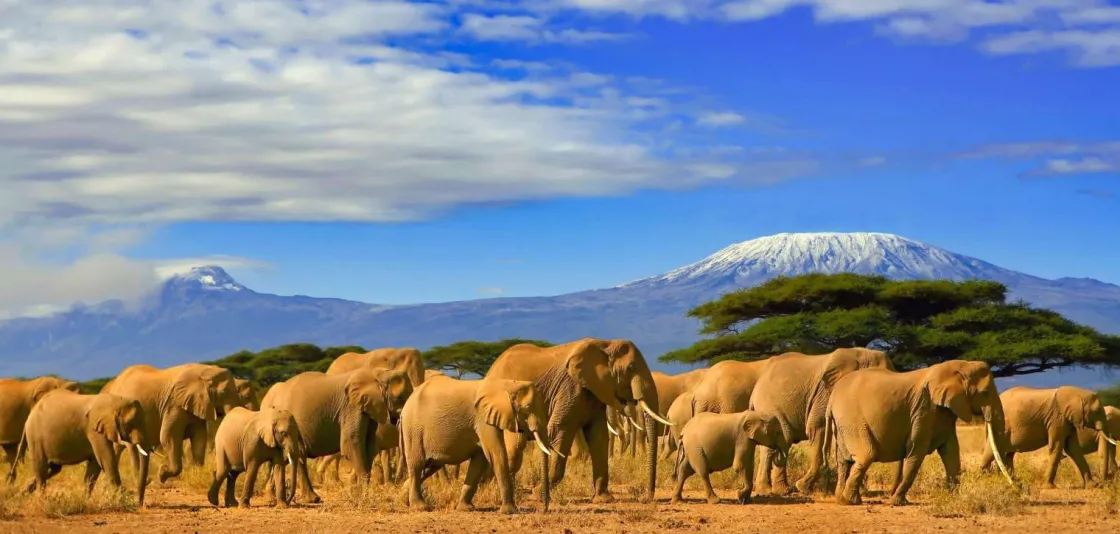 olifanten_met_de_kilimanj_0.webp Best Olifanten met de Kilimanjaro berg op de achtergrond fotobehang Dieren