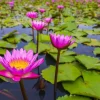 Fashion Opvallende roze lotusbloem fotobehang Bloemen