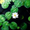 Fashion Opvallende witte kleine lotusbloem fotobehang Bloemen