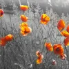 Online Oranje klaprozen met een zwart-witte achtergrond fotobehang Bloemen