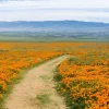 Hot Oranje klaprozenveld in Californië fotobehang Bloemen