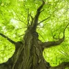 Best Oude Groene Boom tijdens Zonnige Dag fotobehang Bloemen
