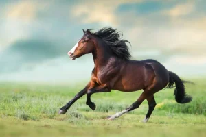Fashion Paard aan het rennen fotobehang Dieren