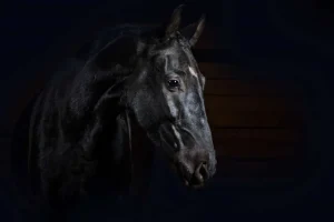 Hot Paard met een donkere achtergrond fotobehang Tienerkamer | Kinderkamer