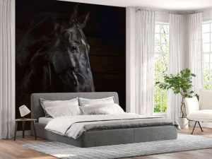 Hot Paard met een donkere achtergrond fotobehang Tienerkamer | Kinderkamer