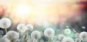 Best Paardebloem design met gekleurde achtergrond fotobehang Bloemen