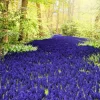 Sale Paarse muscari in de Keukenhof tuinen fotobehang Steden | Architectuur