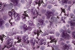 Online Paars-roze klaprozen design fotobehang Hobbykamer | Bloemen