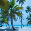 Discount Palmbomen op een Caribisch eiland fotobehang Bloemen