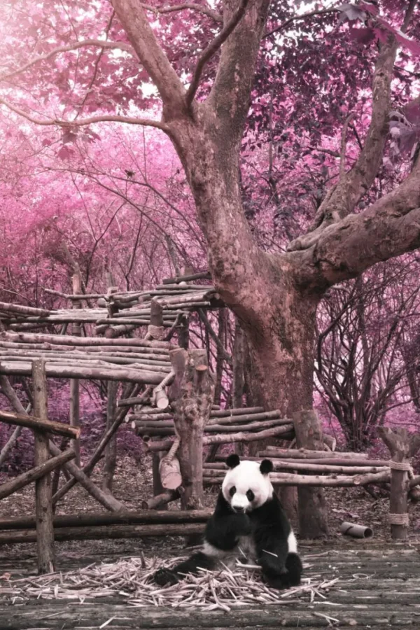 Outlet Panda eet bamboe fotobehang Dieren
