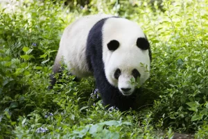 Online Panda in de natuur fotobehang Dieren