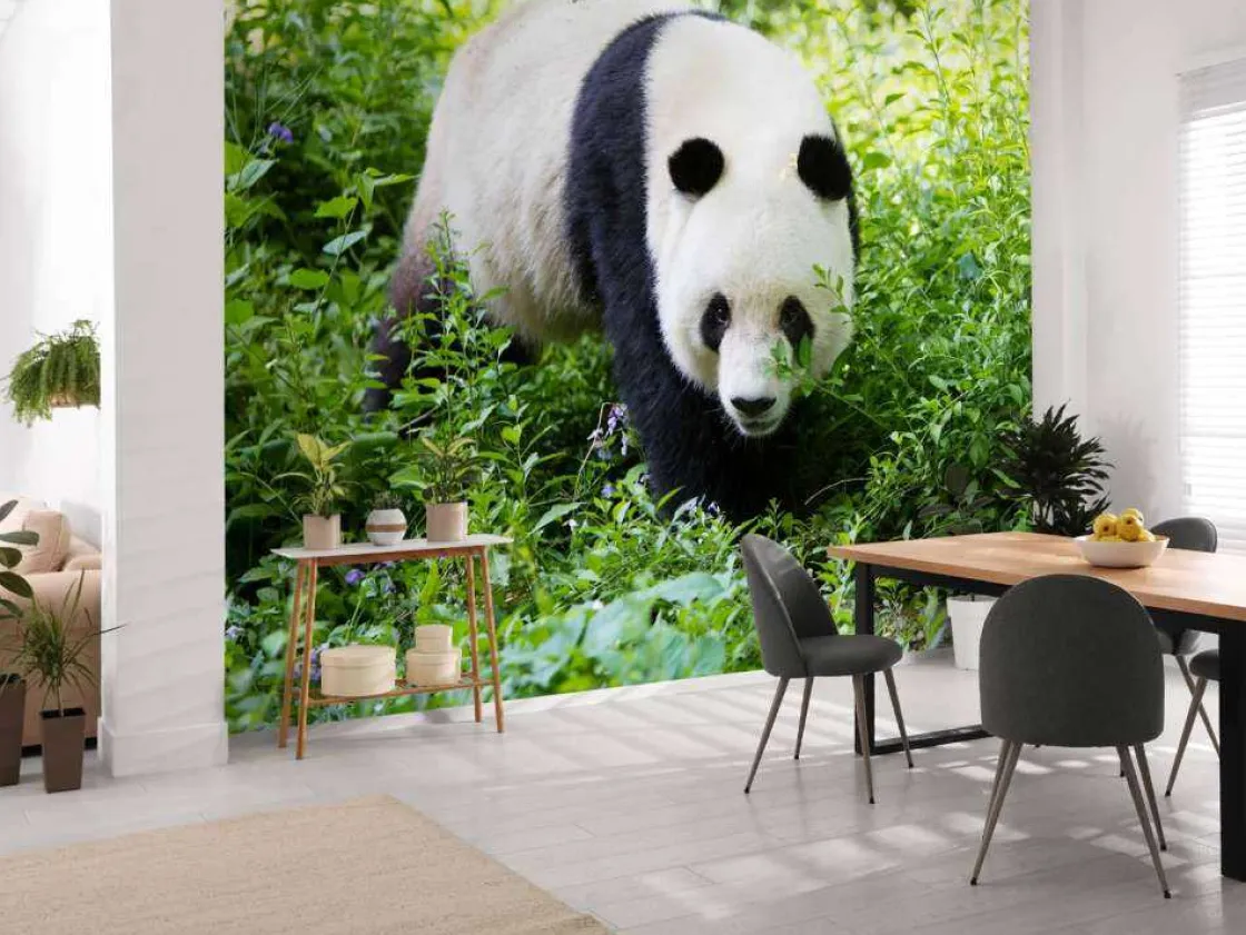 panda_in_de_natuur_fotobe_3.webp Online Panda in de natuur fotobehang Dieren