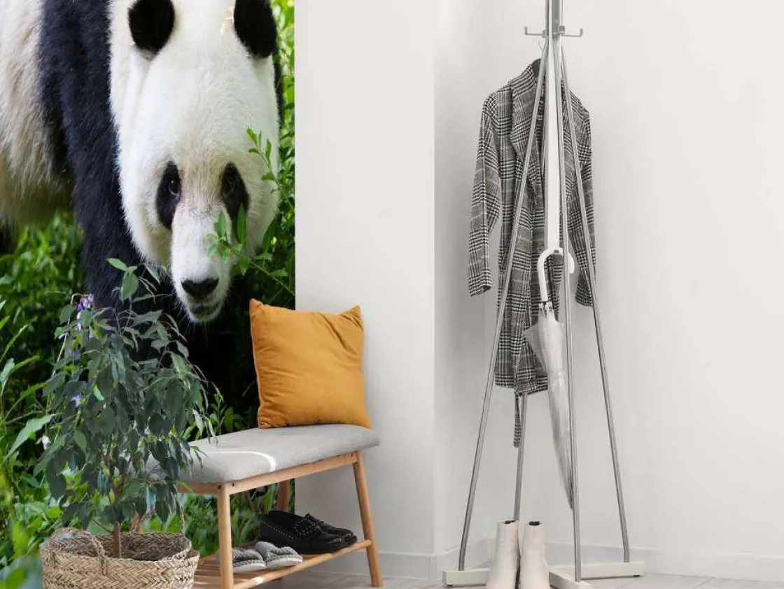 panda_in_de_natuur_fotobe_4.webp Online Panda in de natuur fotobehang Dieren