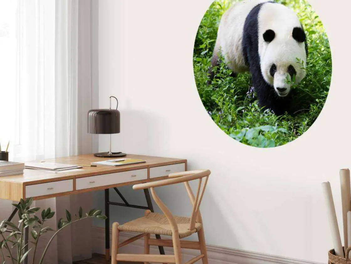 panda_in_de_natuur_fotobe_6.webp Online Panda in de natuur fotobehang Dieren