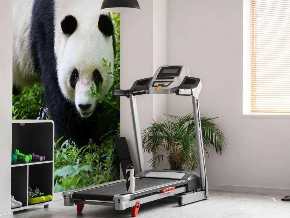 panda_in_de_natuur_fotobe_7.webp Online Panda in de natuur fotobehang Dieren