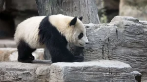 Discount Panda in een dierentuin fotobehang Dieren