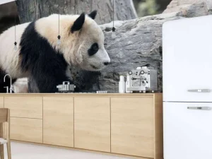 Discount Panda in een dierentuin fotobehang Dieren