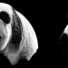 Online Panda's met een zwarte achtergrond fotobehang Woonkamer | Dieren