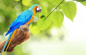 Online Papegaai in de zon fotobehang Dieren