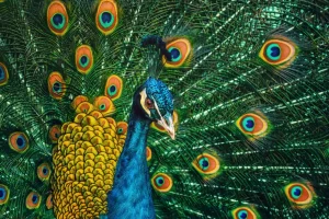 Fashion Pauw van dichtbij fotobehang Tienerkamer | Dieren