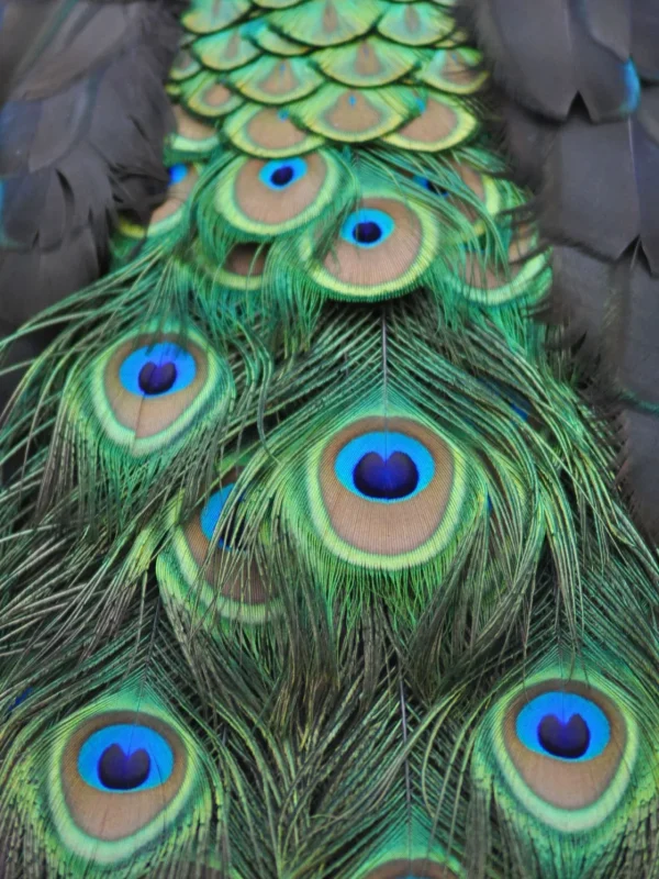 Fashion Pauwenveren in detail Dieren