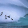 Hot Pinguïns glijden van een helling af fotobehang Dieren