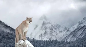 Fashion Poema in een winterlandschap fotobehang Dieren