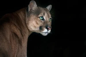 Sale Poema met een zwarte achtergrond fotobehang Dieren