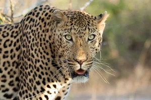Discount Portret Luipaard in Zuid-Afrika fotobehang Dieren