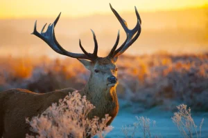 Discount Portret van een Hert (Edelhert) fotobehang Dieren