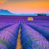 New Prachtig bloemenveld van lavendel fotobehang Bloemen