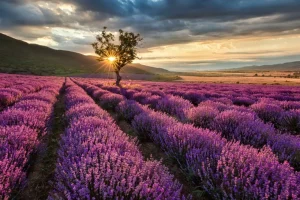 Fashion Prachtig landschap met lavendel veld bij zonsopkomst fotobehang Bloemen