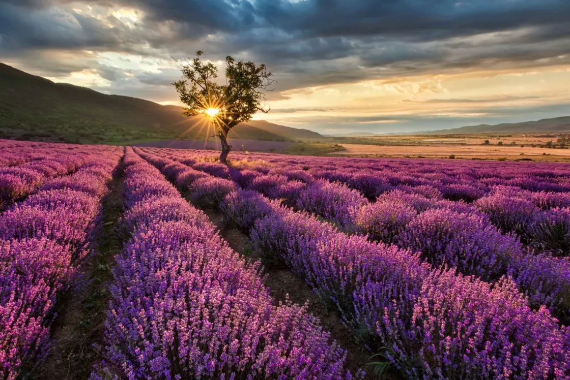 prachtig_landschap_met_la_0.webp Fashion Prachtig landschap met lavendel veld bij zonsopkomst fotobehang Bloemen