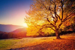 Discount Prachtige beukenboom in de herfst fotobehang Bloemen