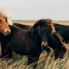 Clearance Prachtige paarden in de wind fotobehang Tienerkamer | Kinderkamer