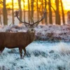 Outlet Rendier bij zonsopkomst fotobehang Dieren