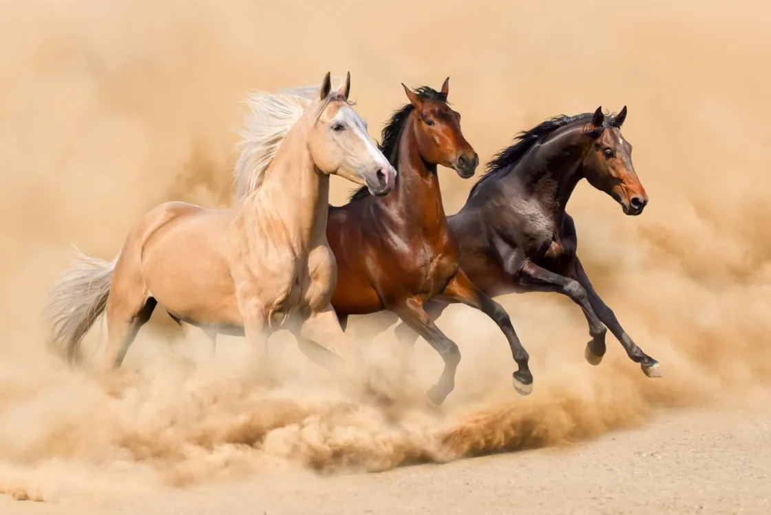 rennende_paarden_in_de_wo_0.webp Online Rennende paarden in de woestijn fotobehang Tienerkamer | Kinderkamer