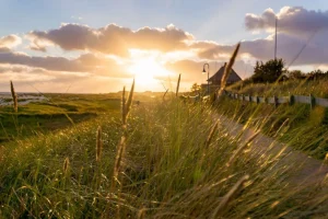New Riet bij zonsondergang fotobehang Bloemen