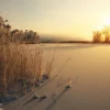 New Riet op het strand bij zonsondergang fotobehang Bloemen