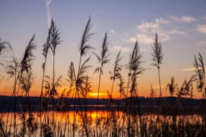 Hot Rivier met riet bij zonsondergang fotobehang Bloemen