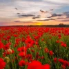 Best Rode klaprozenveld bij zonsondergang fotobehang Bloemen