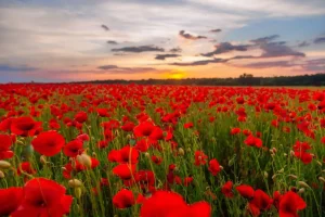 Best Rode klaprozenveld bij zonsondergang fotobehang Bloemen